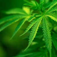 Toscna_cannabis_terapeutica_ad_aprile