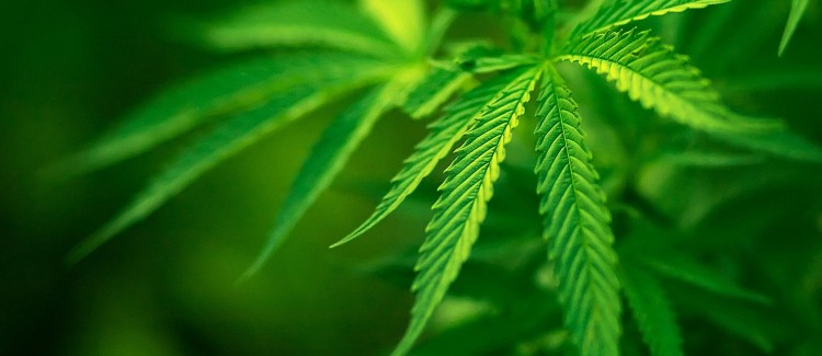 Toscna_cannabis_terapeutica_ad_aprile