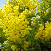 mimose_033