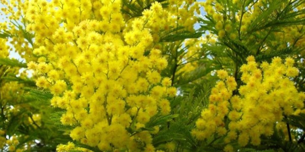 mimose_033