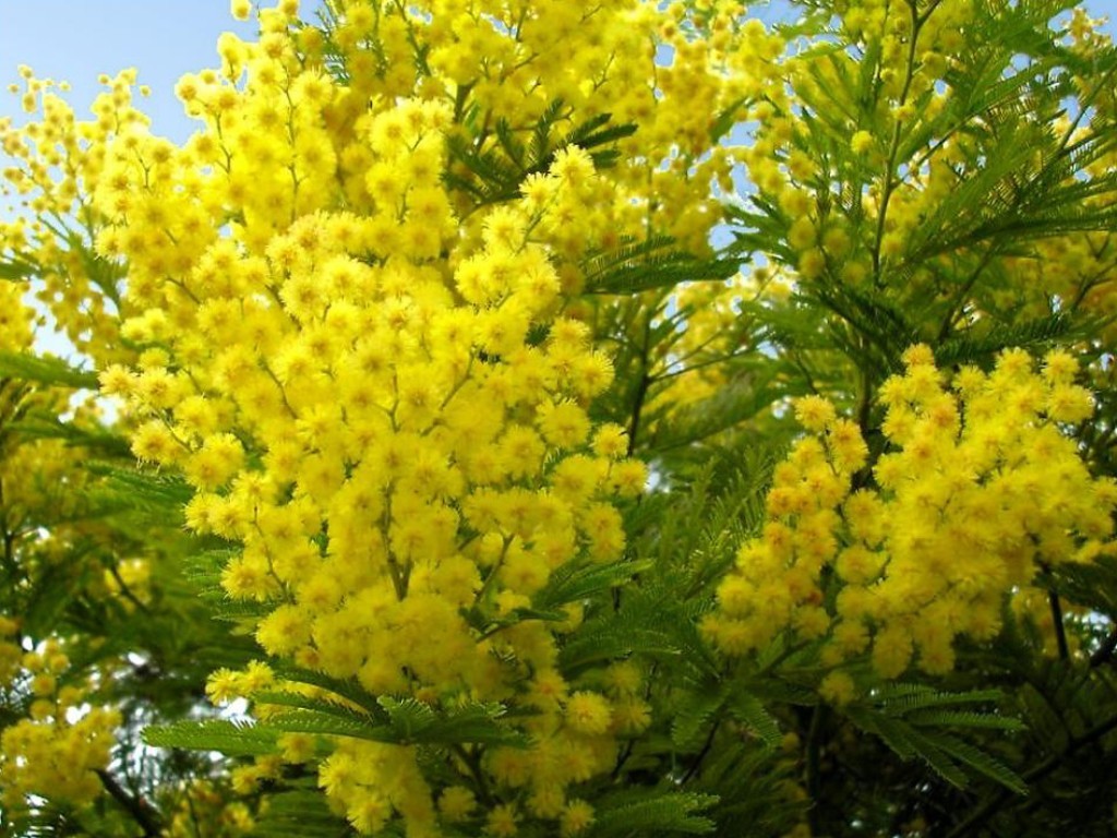 mimose_033
