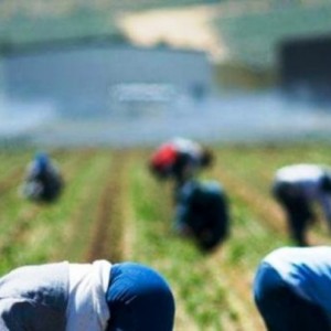 braccianti-agricoli